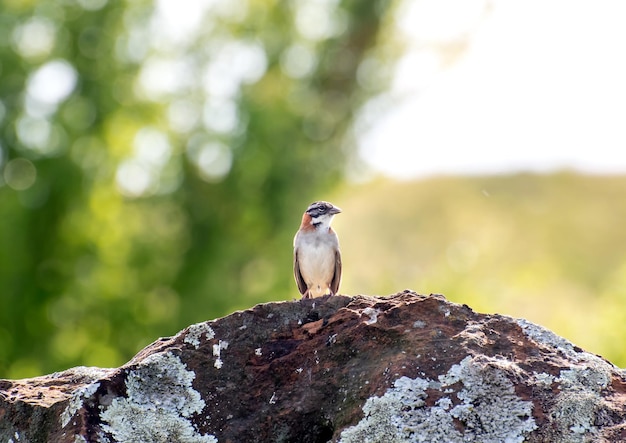 Beautiful bird Rufouscollared Sparrow Zonotrichia capensis on top of a rock