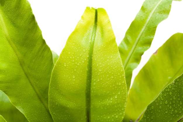 beautiful Bird's nest fern leave close up, Water Drops on Fern