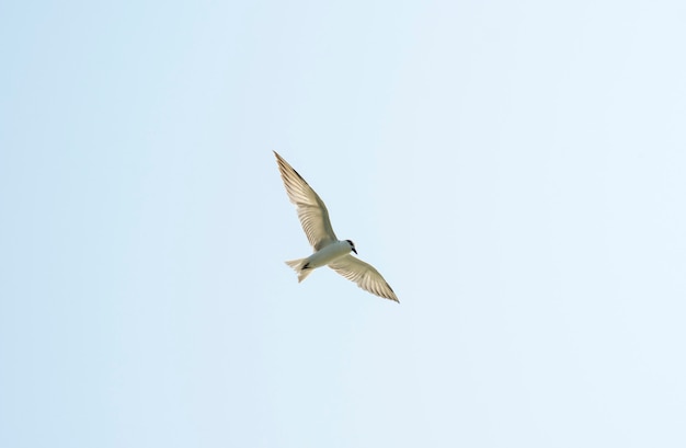 Beautiful bird on the sky