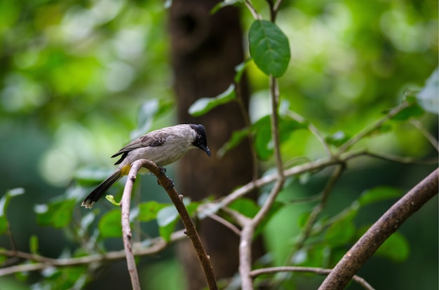 Beautiful bird Sooty headed Bulbul perched on wooden (Pycnonotus aurigaster)