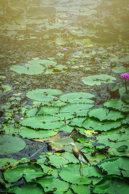 Beautiful bird Standing on lotus Lotus in the lotus lake