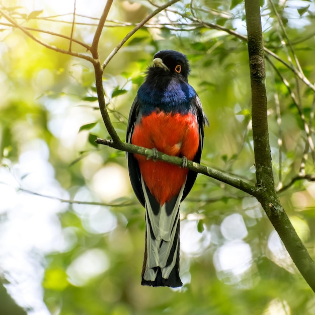 Beautiful bird Surucua Trogon Trogon surrucura in forest in Brazil