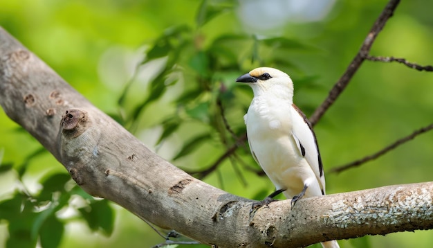 Beautiful Bird on the tree with natural green background