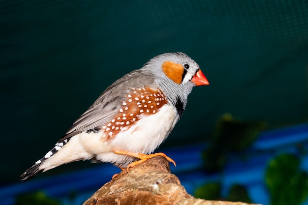 Photo beautiful bird, zebra finch (taeniopygia guttata) perching on a branch.