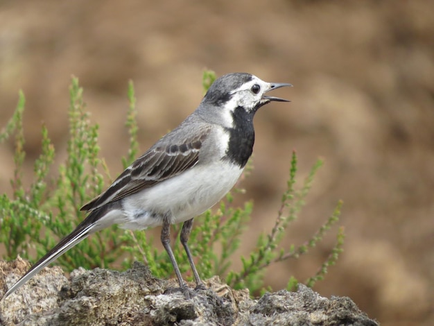 Beautiful bird