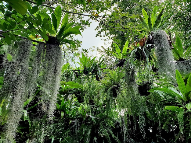 Beautiful Birds nest fern with Spanish moss or Tillandsia Usneoidestree in the garden