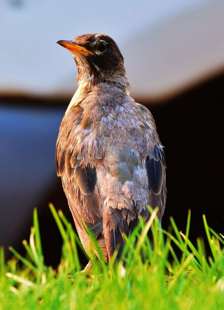 Beautiful birds photography