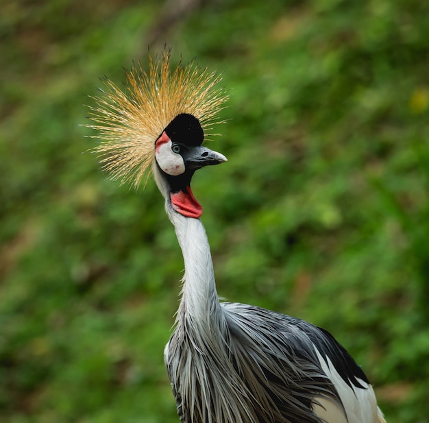 Beautiful birds at tropical zoo.