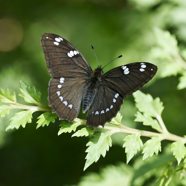 A beautiful black butterfly with silver details