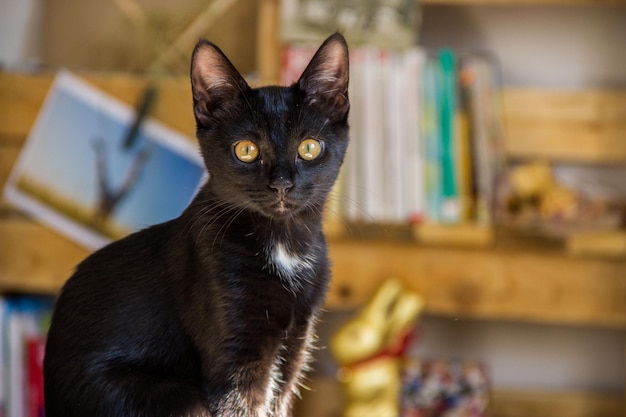 Beautiful black cat portrait close up