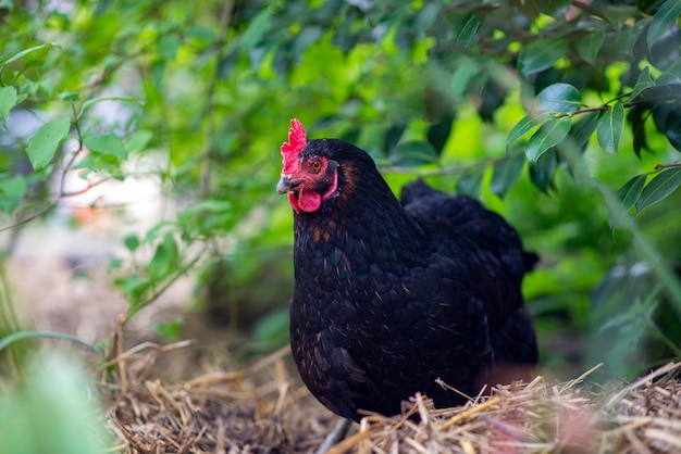 Beautiful black chicken in green grass