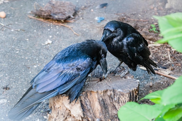 Beautiful black crows sit on a stump