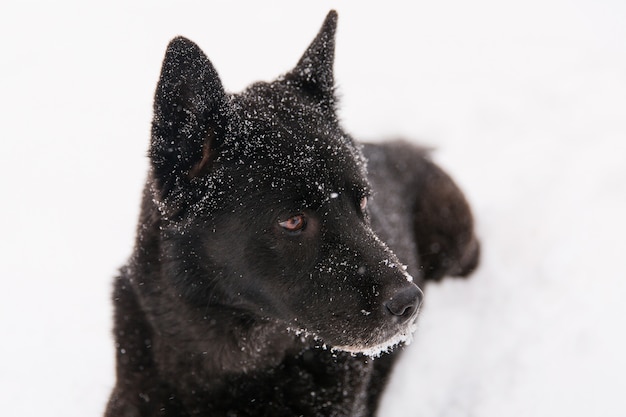 Beautiful black dog lying in snowy field in winter forest