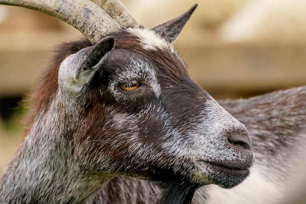 Beautiful black goat Home pet on the farm