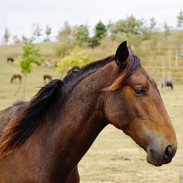 Beautiful black horse in the meadow