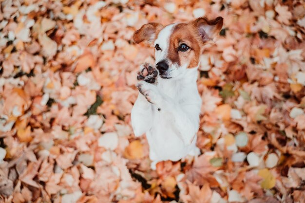 Beautiful black labrador sitting outdoors on brown leaves background wearing a grey scarf autumn