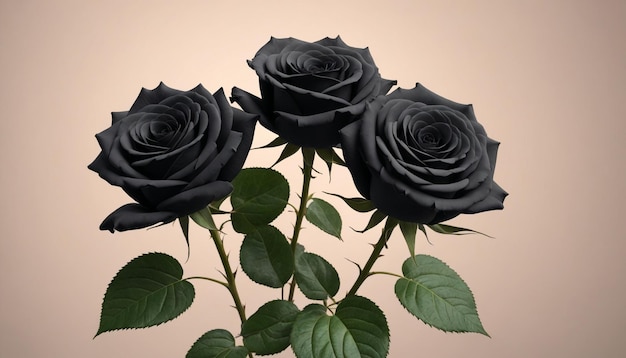 Beautiful Black Rose Flower Background