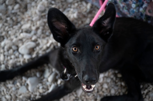 Beautiful black shepherd dog lying on pebbles looking up