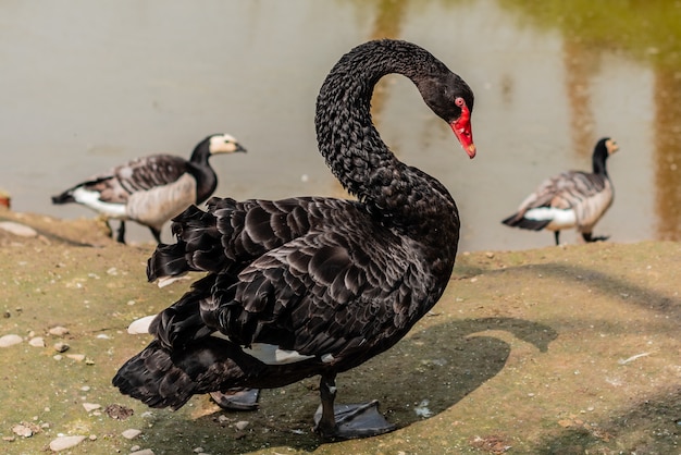 Beautiful black swan on the river bank