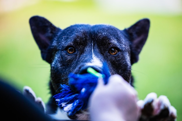 Beautiful black and white akita mutt dog Mixed and crossbreed