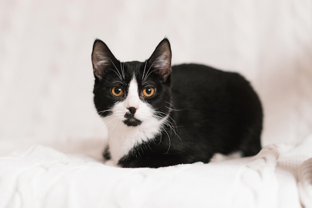 Beautiful black and white cat with yellow eyes is lying on a white sofa