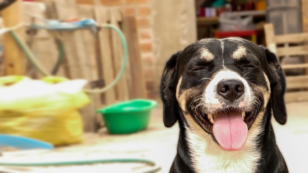 Beautiful black and white puppy sticking out his tongue next to space to enter text or message