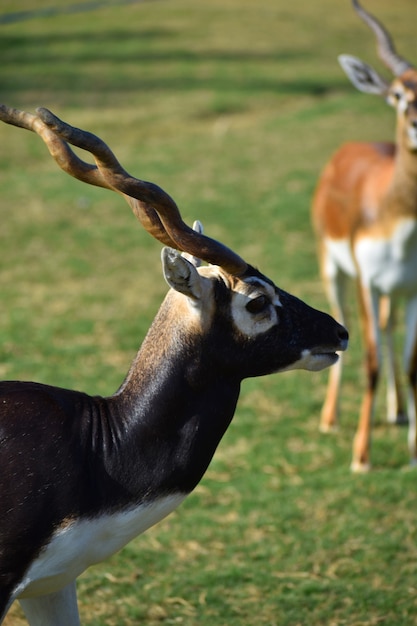 Beautiful BlackBuck Antelope ( Antilope cervicapra)