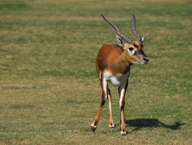 A Beautiful BlackBuck Antelope