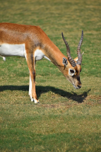 A Beautiful BlackBuck Antelope