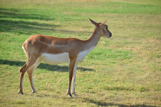 A Beautiful BlackBuck Antelope