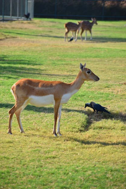 A Beautiful BlackBuck Antelope