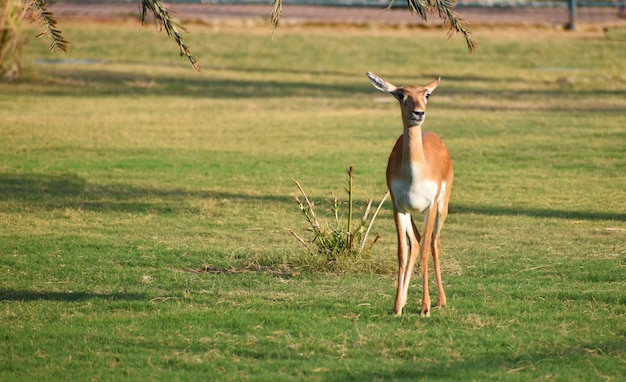 A Beautiful BlackBuck Antelope