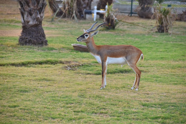 A Beautiful BlackBuck Antelope