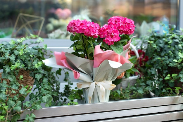 Beautiful bloom flowers hortensia plant in pot