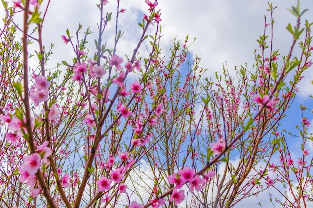 Beautiful bloom pink cherry blossom sakura in spring with clear blue sky and flare of natural light