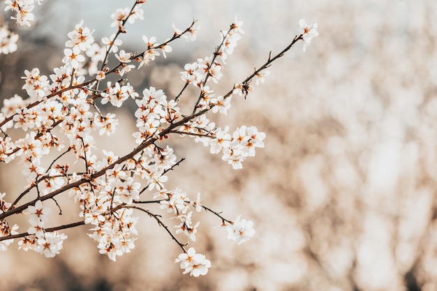 Beautiful blooming an almond tree branch in the spring time nature concept