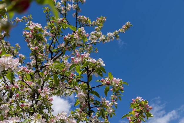 A beautiful blooming apple tree in a spring orchard