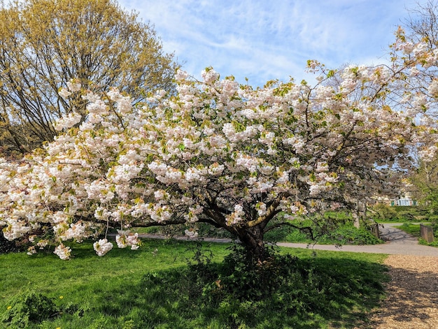 Beautiful blooming apple tree with white flowers springtime in Ireland blooming Irish park