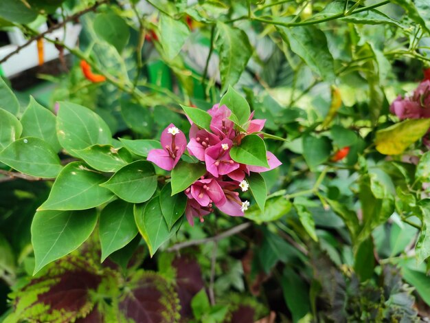 Photo beautiful blooming bougainvillea flowers and leaves