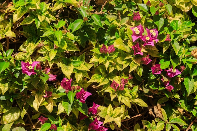 Beautiful blooming bougainvillea in garden