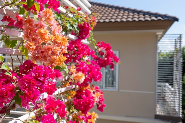 Beautiful blooming bougainvillea or paper flower at the balcony's fence.