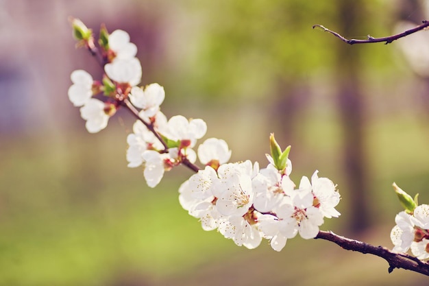 The beautiful blooming branch