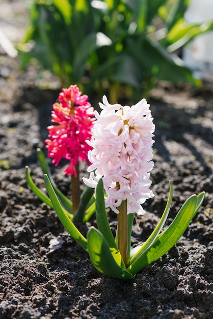 Beautiful blooming bright pink hyacinth flowers in the garden