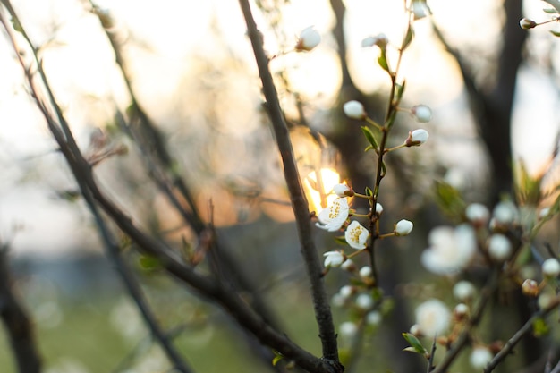 Beautiful blooming cherry white flowers in evening garden Spring blossoms Flowering cherry tree branches in sunset Floral background