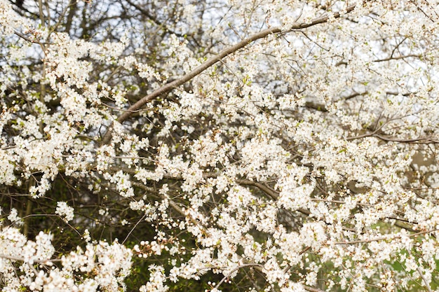 Beautiful blooming cherry white flowers in garden Spring blossoms Flowering cherry tree branches in sunny orchard Floral background