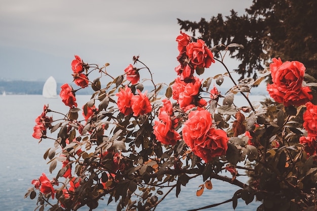 Beautiful blooming closeup red flowers in garden summer background