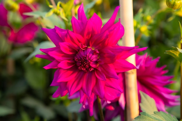 Beautiful Blooming Colorful Dahlia Flower in the Garden Tree