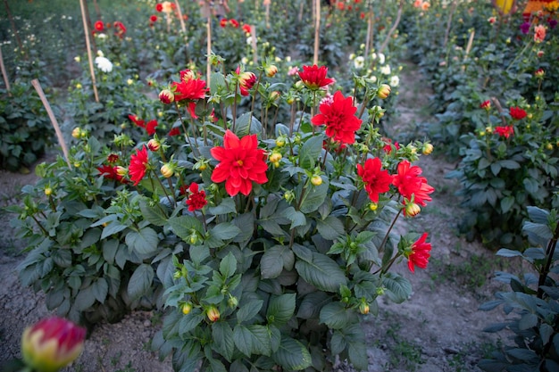 Beautiful Blooming Colorful Dahlia Flower in the Garden Tree