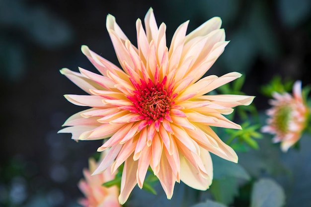 Beautiful Blooming Colorful Dahlia Flower in the Garden Tree