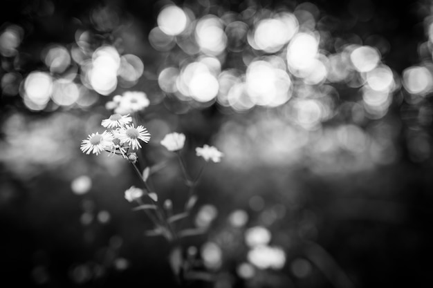 Beautiful blooming daisy flowers black and white, monochrome macro. Dramatic artistic nature closeup